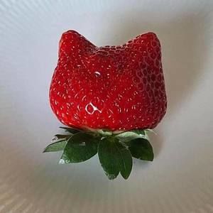 Meet your Posher, Bonnie